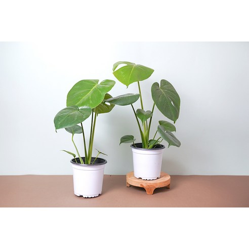 몬스테라 하나로 삭막한 공간에 싱그러움을 더하세요!