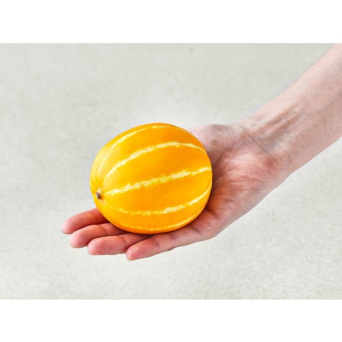 올여름, 꿀처럼 달콤한 행복! 성주 꼬마참외