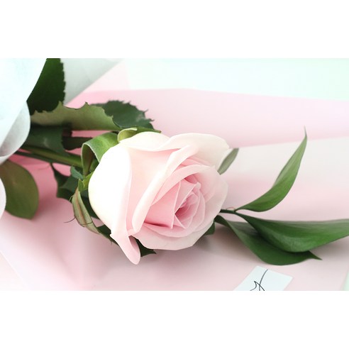 생생한 매력의 선사, 모리앤의 부담없는 꽃다발