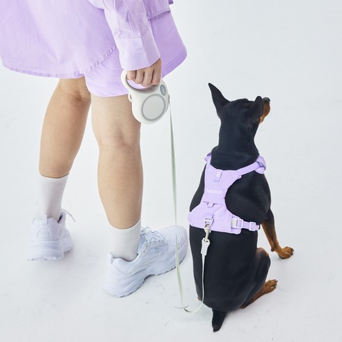자유롭고 안전한 반려견 산책 경험