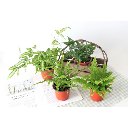 고사리 하나로 완성하는 싱그러운 홈 가드닝