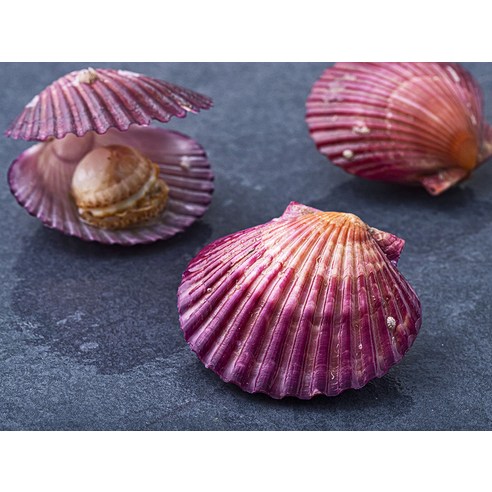 바다의 진미, 홍가리비의 매혹적인 맛과 품질