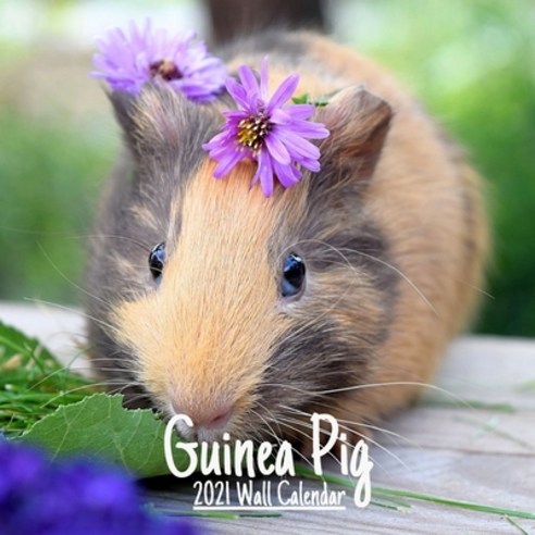 Guinea Pig 2021 Wall calendar: Cute Guinea Pig 2021 Wall Calendar 18 Months 8.5x8.5 in - wall calen... Paperback, Independently Published, English, 9798593528339