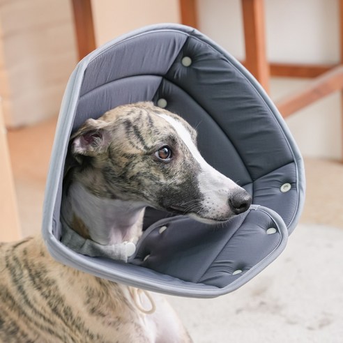 반려동물의 안전과 편의성을 최우선으로 고려한 혁신적인 넥카라