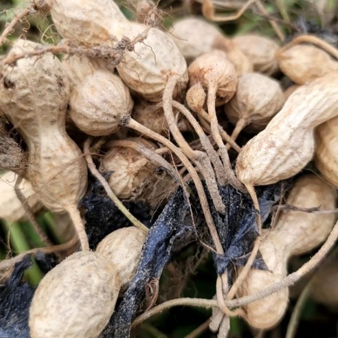 2024년 국산 여주 껍질땅콩 피땅콩 생땅콩 햇땅콩 1kg 2kg, 1개, 케이올예천땅콩1kg