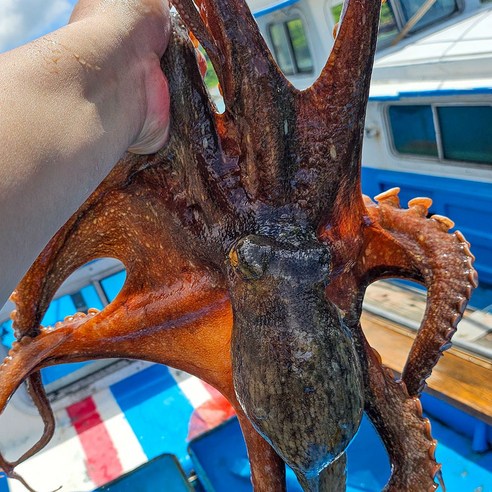 [산지직송] 당일조업 통영 자연산 돌문어, 1kg (1~4미), 1개