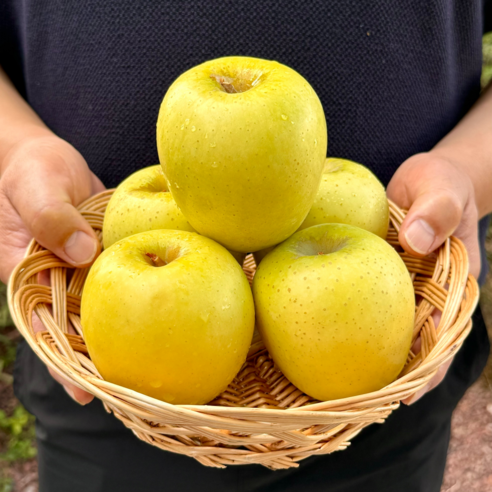 황금빛 유혹, 시나노골드 사과: 당신의 미각을 사로잡을 특별한 경험