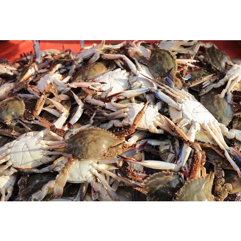 지금 놓치면 후회할 연평도 암꽃게, 밥상 위의 황홀경을 경험하세요!