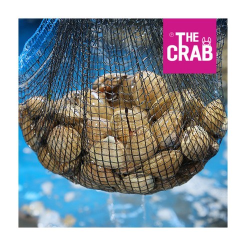 서해의 신선하고 영양가 있는 명주조개