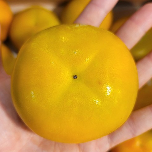 가을의 정수를 담은 단감