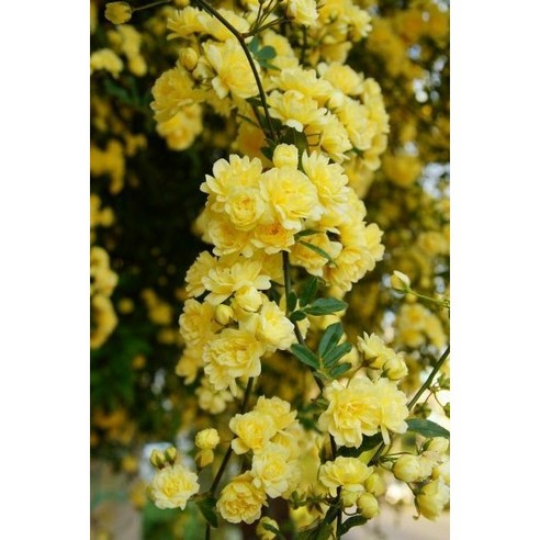 덩굴장미, 꿈꿔왔던 정원을 현실로! 목향장미 특대품으로 손쉽게 만드는 나만의 정원 가시없는장미