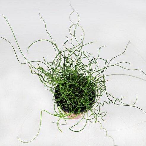 스프링골풀 하나로 삭막한 일상에 싱그러운 활력을!