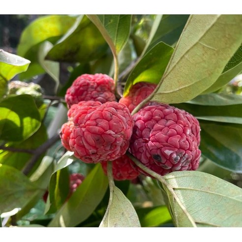 자연이 선물한 건강한 달콤함, 무농약 햇 꾸지뽕 열매