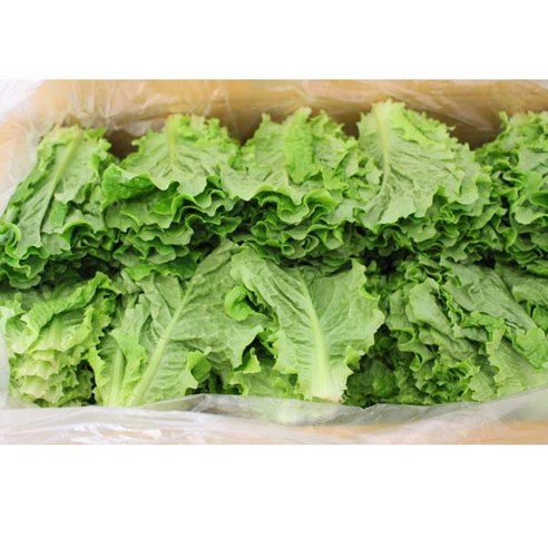 청상추 4kg1박스 자연대로팜웨이, 청상추4kg, 1개