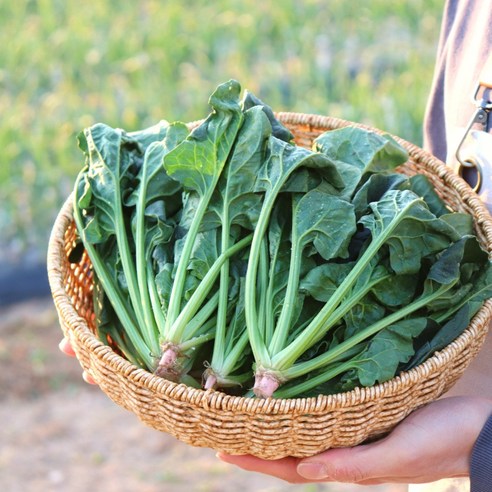 신선한 시금치로 건강한 식탁 만들기