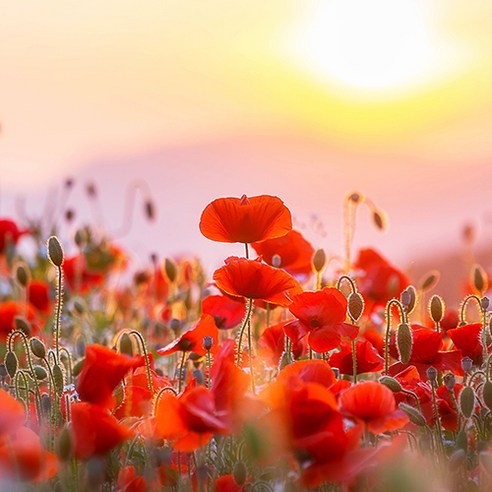 찬란한 꽃양귀피로 정원 꾸미기