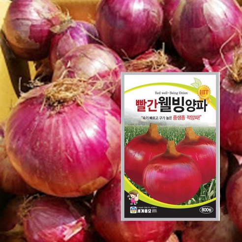 빨강 양파 씨앗 씨 종자 웰빙 적양파 800립