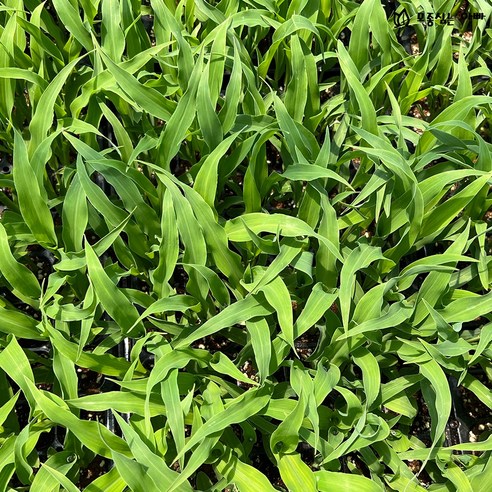 톡톡 터지는 달콤함! 초당옥수수 모종으로 텃밭 가드닝 시작하세요!