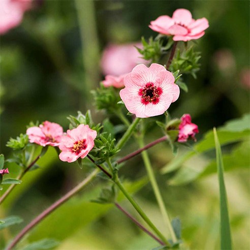 모야모 꽃씨로 네팔양지꽃 쉽게 재배하기