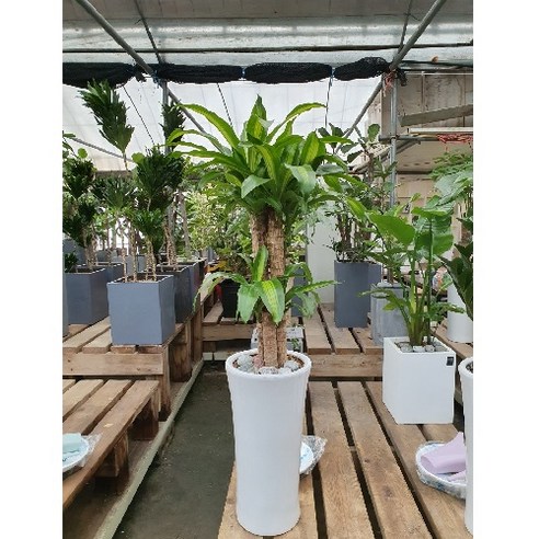 에코플랜트: 건강한 실내 환경과 아름다운 분위기를 위한 공기 정화 식물