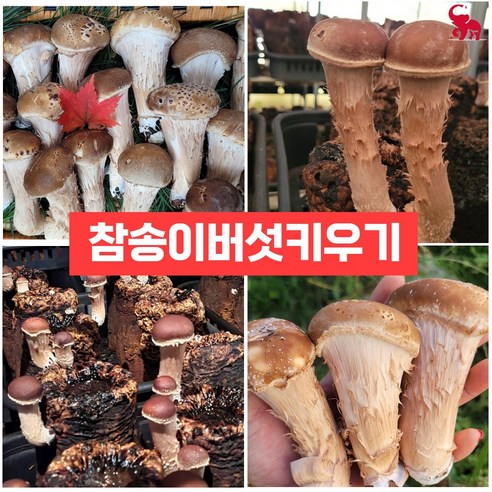 버섯키우기키트 집에서 버섯 종균 베지 배지 재배 표고 느타리, 참송이버섯, 1개, 참송이버섯 네잎클로버키우기