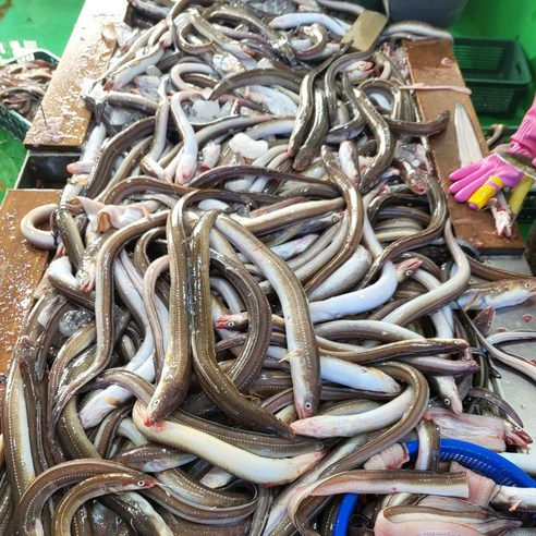 통영 자연산 손질 바다장어, 1개, 1kg(손질 후 600g 머리 뼈 포함 2-3미)