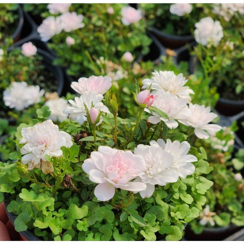 앙증맞은 행복, 애기 겹 찔레로 베란다 정원을 완성하다 사계꽃방