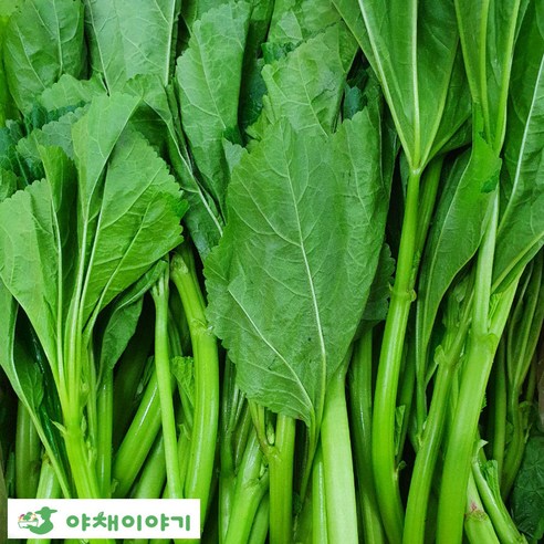 야채이야기 국내산 신선한 아욱 2kg - 아욱 | 쿠팡