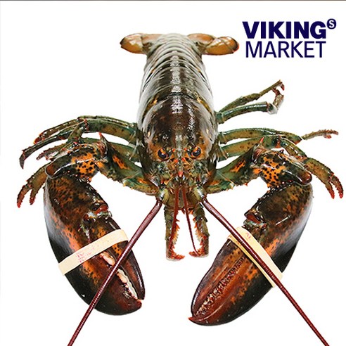 신선하고 맛있는 살아있는 캐나다 활 랍스터로 해산물 요리에 활력을 불어넣으세요.