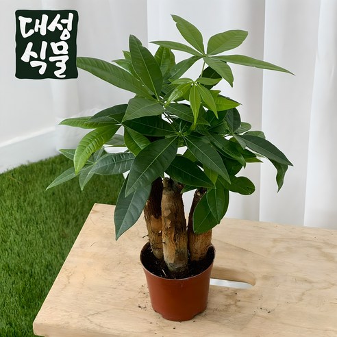 삭막한 내 방에 생기를 불어넣다! 파키라 하나로 완성하는 감성 플랜테리어 대성식물