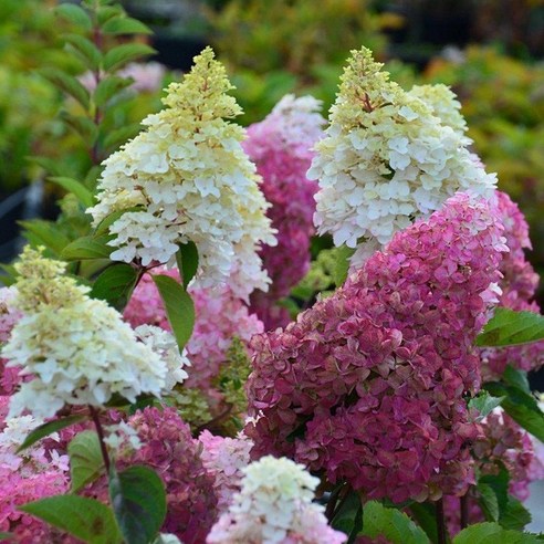 같이가치농원 유럽 목수국 (프레이즈멜바) C3화분묘, 1개