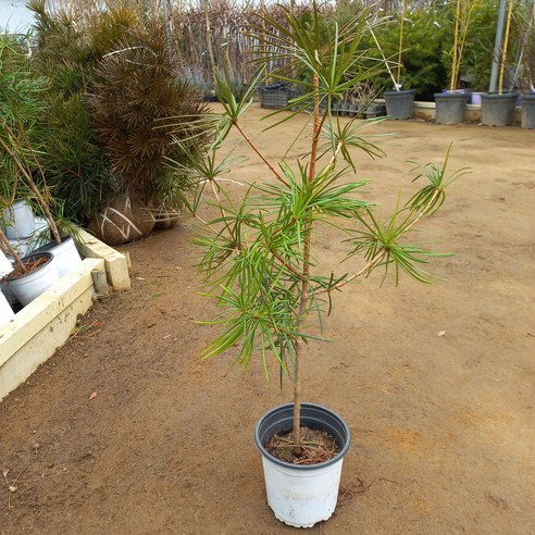 금송, 자연의 아름다움을 품은 세계 3대 조경수 금송