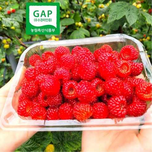 (특가세일 ) 산지직송 생과 프리미엄 햇 산딸기, 햇 산딸기 4팩 (1kg), 1개