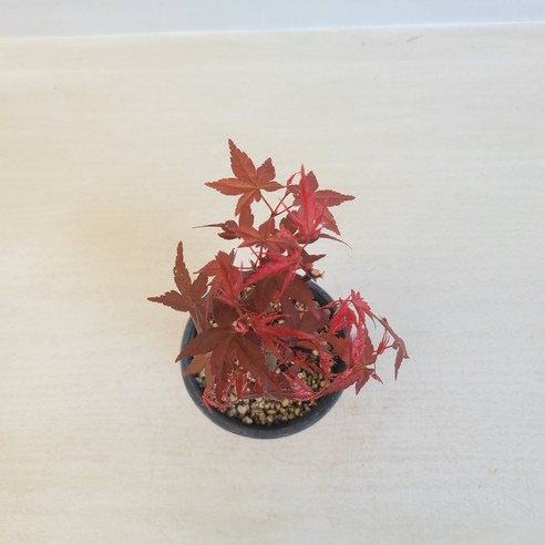 붉게 물든 홍단풍, 당신의 공간에 생기를 불어넣다