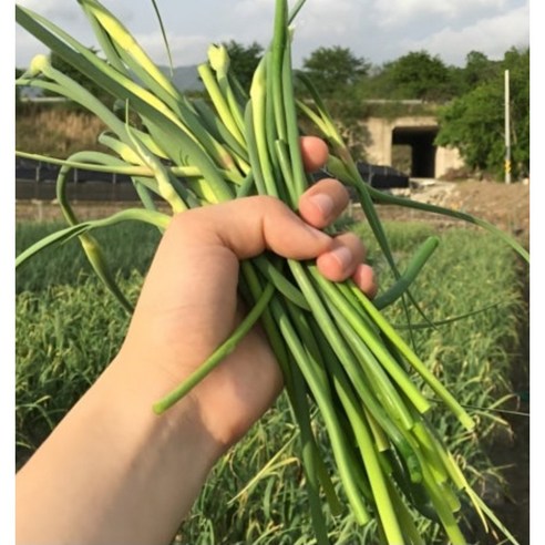 (300박스한정)2026년 국내산산지직송 제철수확 햇 마늘쫑 특품, 200g,400g,600g,800g 1개, 1개, 200g