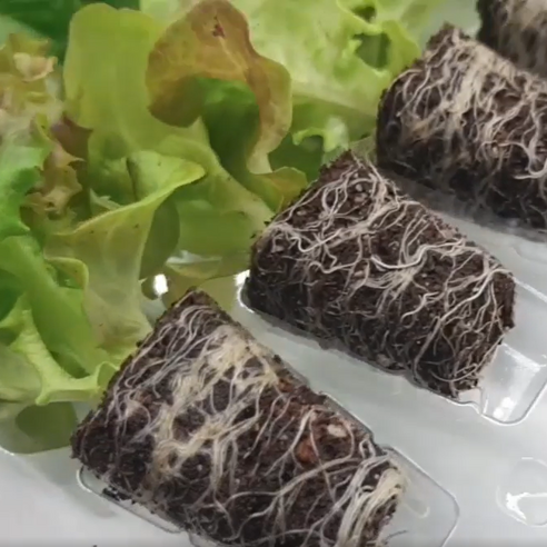 텃밭 초보도 금손 되는 마법, 파머시카 유럽상추 모종 세트