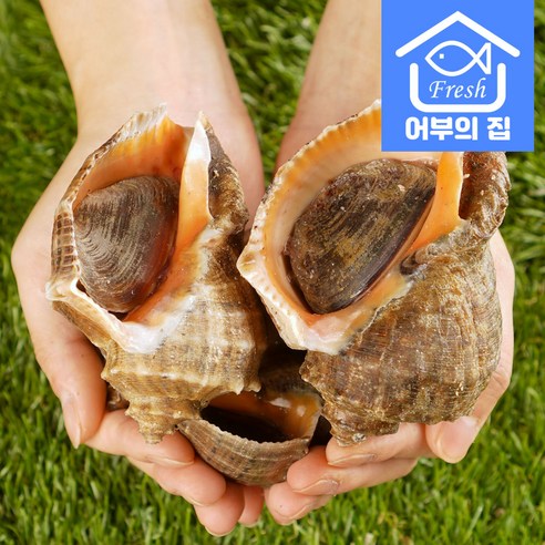 어부의집 제철 소라 숙회 구이 참소라 1kg, 대 1kg(2~5미)(국산), 1개