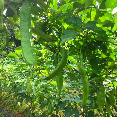 나린 작두콩 수세미 도라지 유근피즙으로 답답한 코, 이제 안녕!