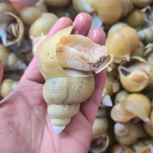 [자연 그대로의 맛] [산지에서 직접 보내는] 고소한 내장이 듬뿍 들어있는 대사이즈 1kg 백고동 생물 10-19미, 1개 바다고동