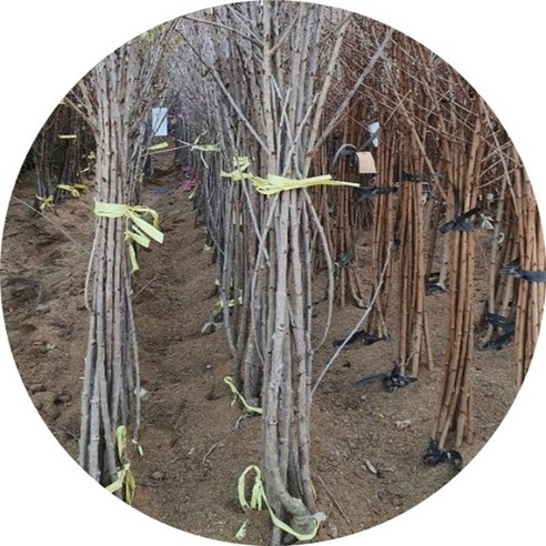 자가수정 라핀 체리나무 묘목으로 베란다에서 달콤한 수확을!