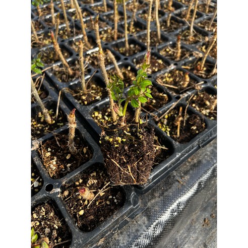 베란다 텃밭 로망, 이제 ‘참두릅’으로 현실이 되다! (초보 가드너 성공기) 두릅나무묘목