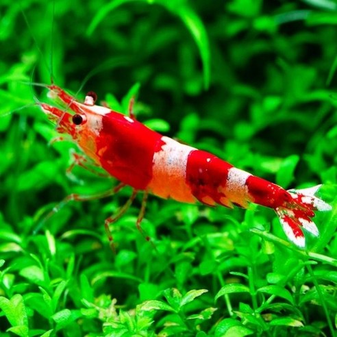 CRS(크리스탈 레드 쉬림프) 새우: 수중 정원의 루비, 특별한 아름다움을 담다 crs새우
