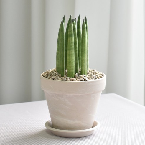 공기정화와 인테리어를 동시에 해결하는 1+1 공기정화식물