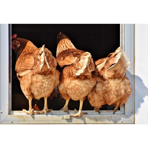 프레녹의 동물복지 달걀: 신선하고 영양가 풍부하며 안심할 수 있는 선택