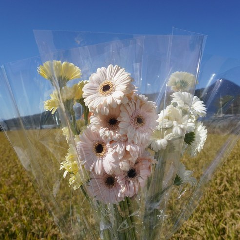 플라워팜팜 미니거베라 한단: 햇살 같은 꽃으로 하루를 밝혀보세요!