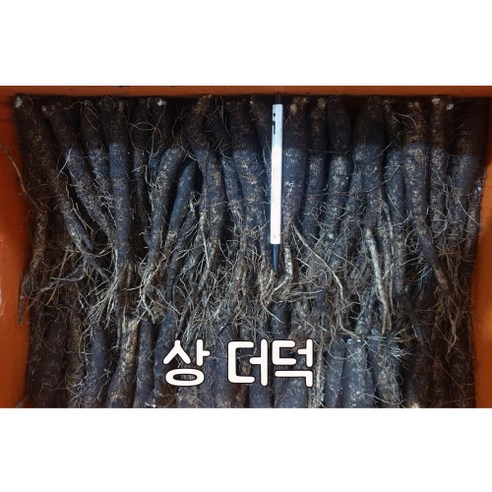 (상더덕) 산지직송 향긋하고 아삭한 햇 제주 더덕 1kg 생산자 직접판매, 제주 햇더덕 상 1kg, 1개