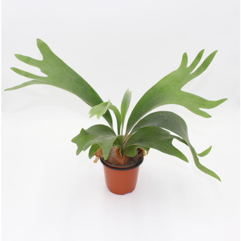 삭막한 내 방에 생기를! 행잉플랜트 박쥐란으로 만드는 싱그러운 변화 박쥐란