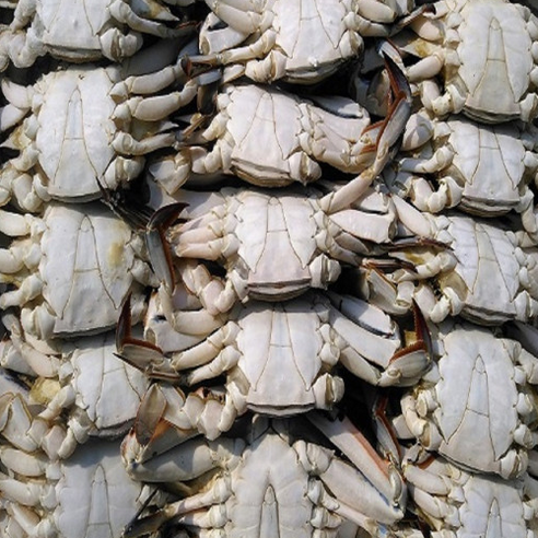 연평새우와꽃게 국산꽃게 숫꽃게 (중) 3Kg, 3개
