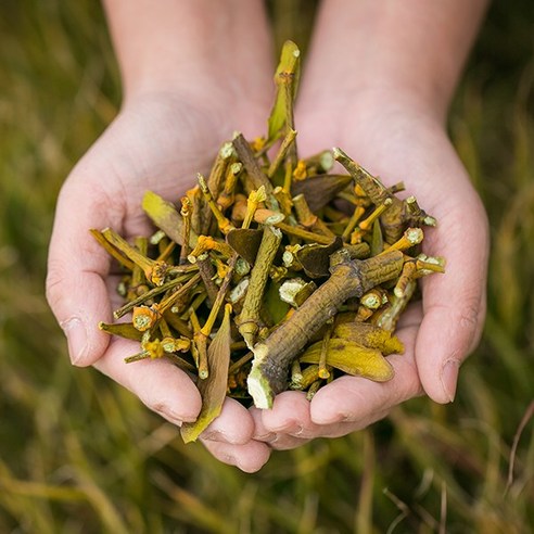 국내산 강원도 홍천 겨우살이 200g 곡기생 차 한방재료 한약재, 1개