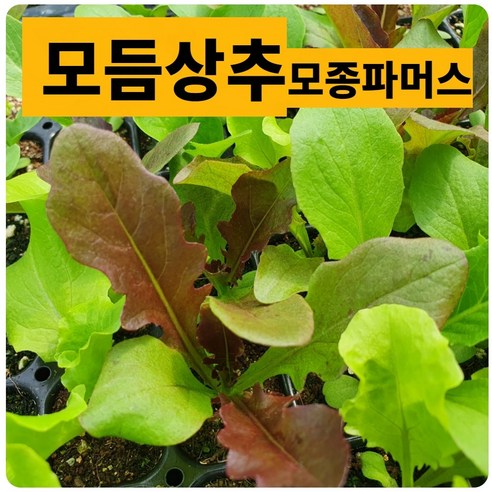 모듬 상추 10개 모둠쌈채소 (모종파머스), 1세트